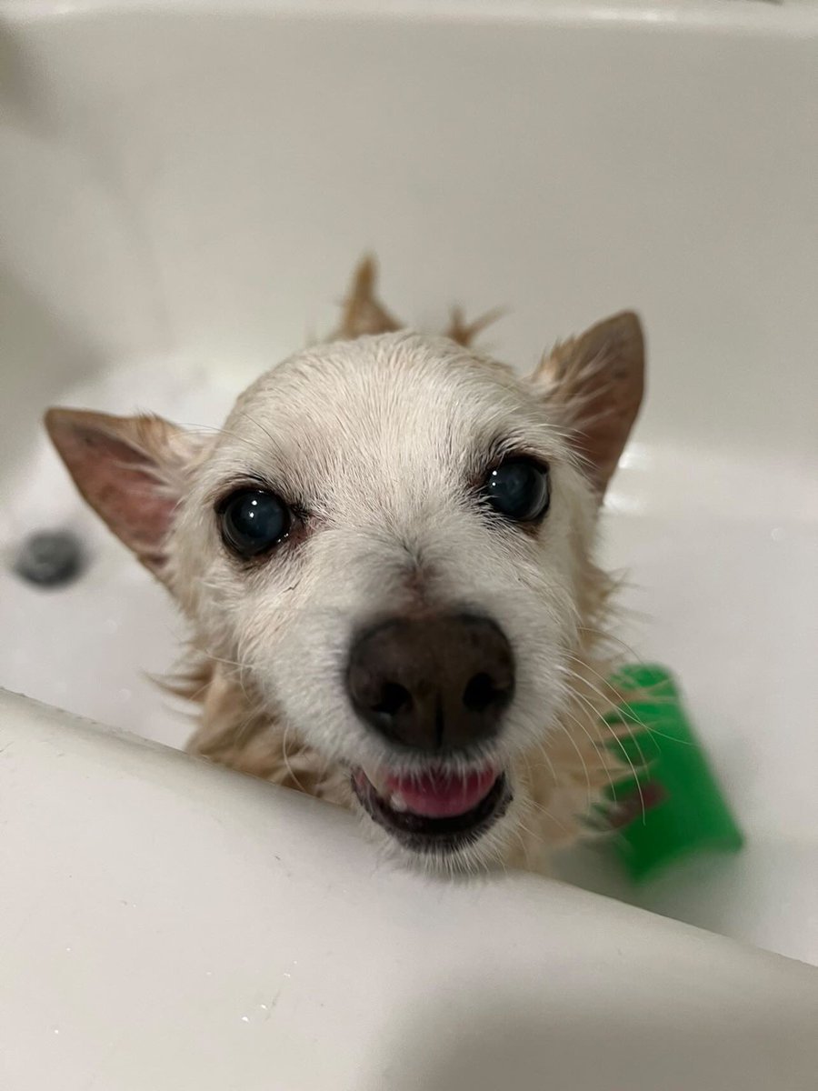 little senior chihuahua lightly moistened in the tub