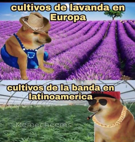 MdSalvajee's tweet photo. La cultivación 🤪 #cultivo https://t.co/183jPNhIK0