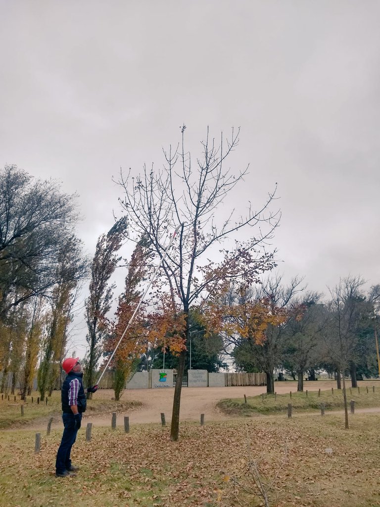 rvicente1977's tweet photo. Hoy tocó dictar curso de poda en árboles urbanos!
#urbanforest #arboriculture #treeprunning a https://t.co/ttfCOZ5NJp