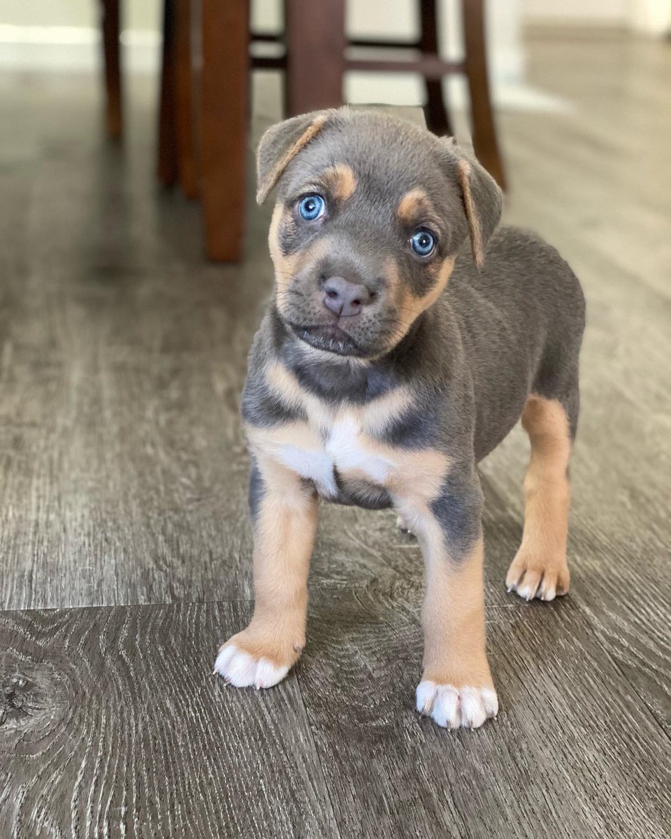 It’s hard to believe that this angel ended up at the shelter when she was barely a week old, after someone left her in a box outside in the cold.

She is now 6 weeks old and we are all madly in love with her. 

Her name is Vida.❤️

#istandwithmypack
#dogsoftwitter #dog