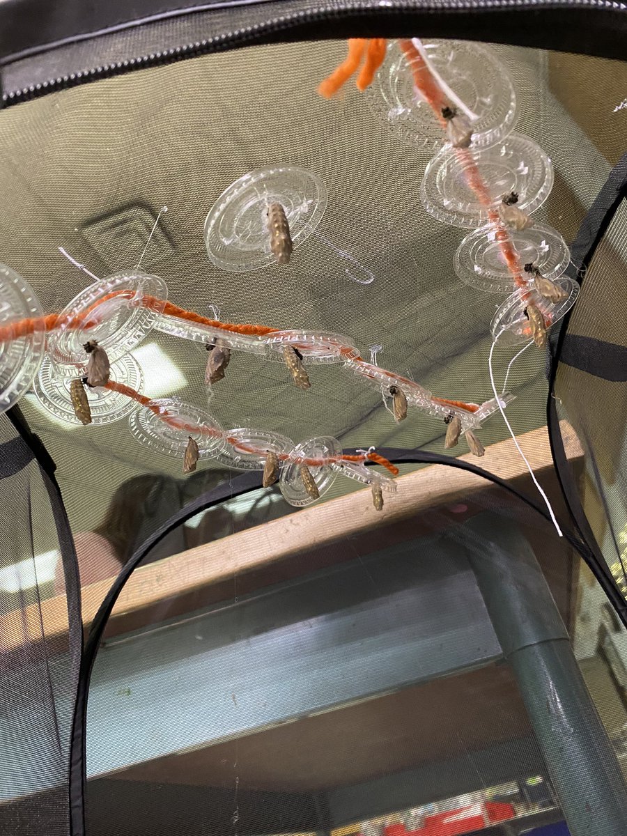 Making chain link caterpillars 🐛 and watching how the chrysalises are changing. Ask your child why the chrysalises sometimes shake and move! #harknesshasheart @DHSCariolato