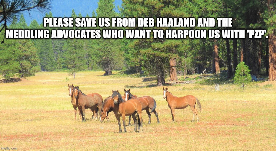 DSnovel's tweet photo. @caroljwalker "Released Back" not the same as he was before roundup! He's either been gelded or filled-up with GONACON, a sterilized version of himself. Two KEY tactics of the sinister PATH FORWARD Are:
Roundups + Contraceptive Drugs (PZP/GonaCon) = Demise of #WildHorses #BanPZP @RStacilee https://t.co/r517B5XX2A