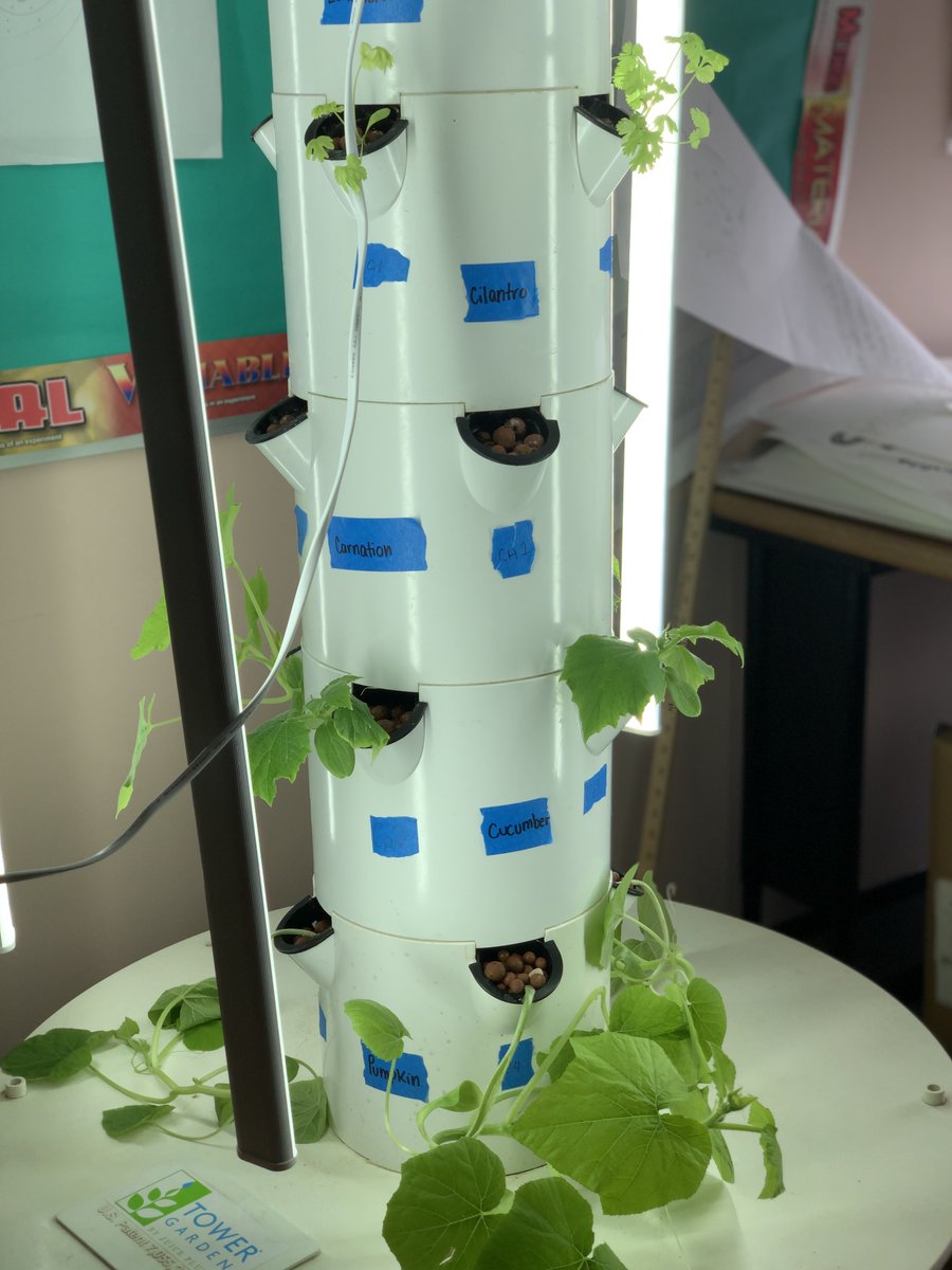 Our IB Biology juniors seeded, checked ph 2x/week, changed fertilizer weekly and the plants have sprouted with some interesting data for our six different plants! <a href="/CarlSchurzHS/">Schurz High School</a>