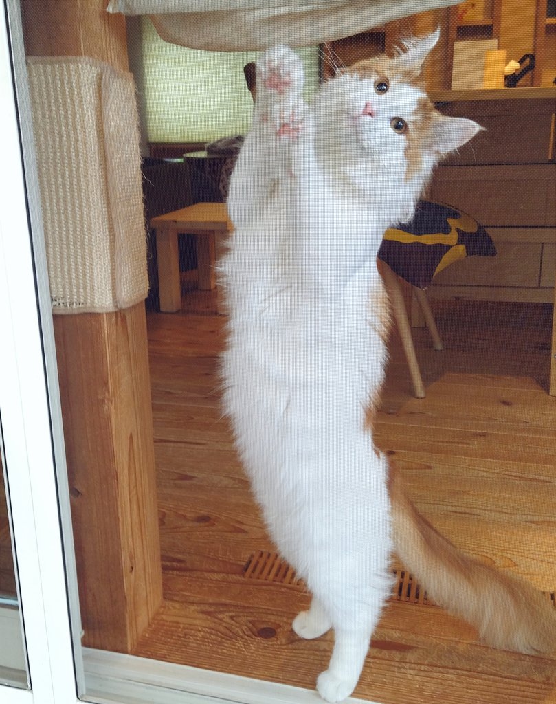 mainecoon_sette's tweet photo. 網戸越しに おはようございます🪟part2
#メインクーン #メインクーン男の子 #長毛猫 #猫 #猫のいる暮らし #今日の猫 #朝 #おはようございます #網戸越し #長い猫 #maincoon #maincoonlovers #maincoonboy #cat #todayscat #goodmorning #screenwindow #longcat https://t.co/OfvOU8uzQw