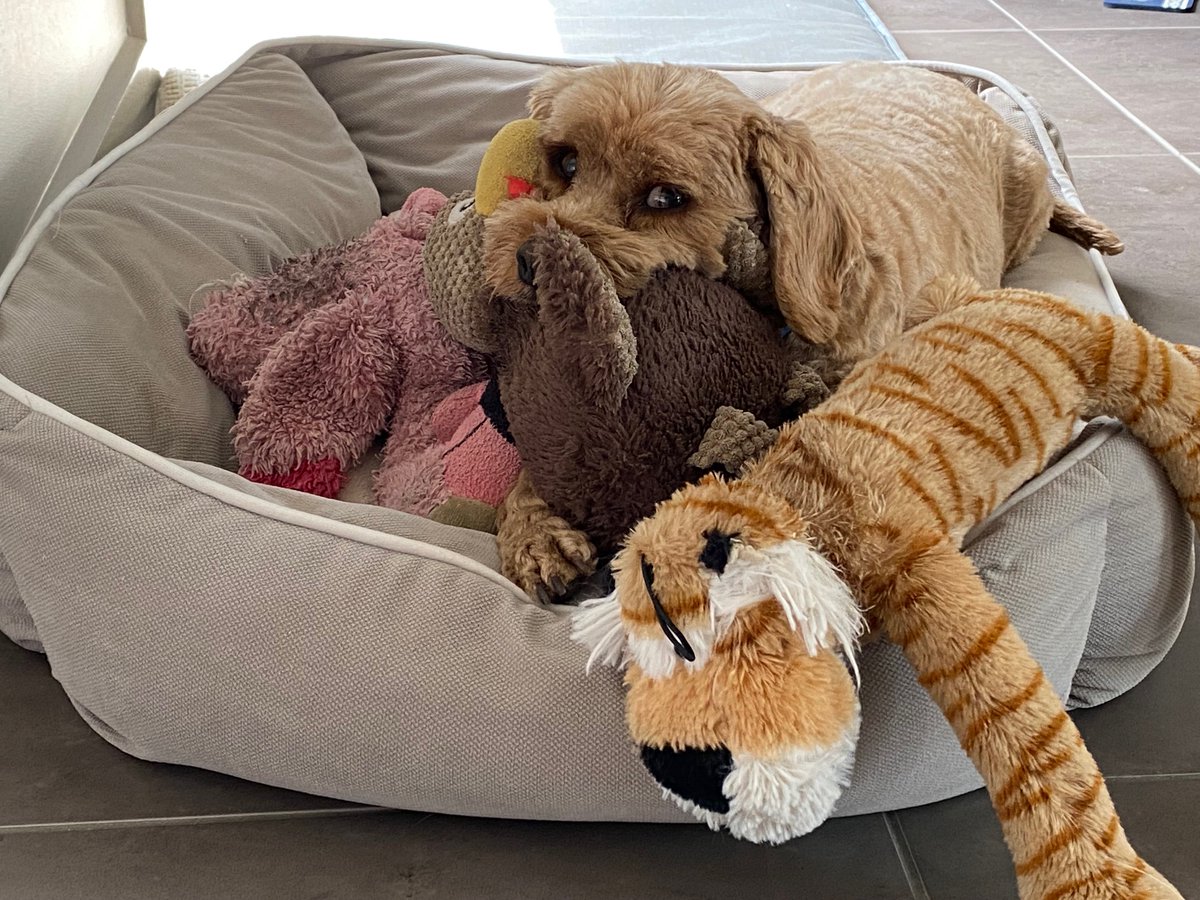 lyndalbox's tweet photo. A message about inclusion from Hubert: 

“Hi, I’m Hubert.
Here are my friends flamingo, chicken and tiger. We are all individuals with individual differences, and we have a great time when we get together.” 

#Inclusion #Learning #Geelong https://t.co/2Xh5w8OhIA