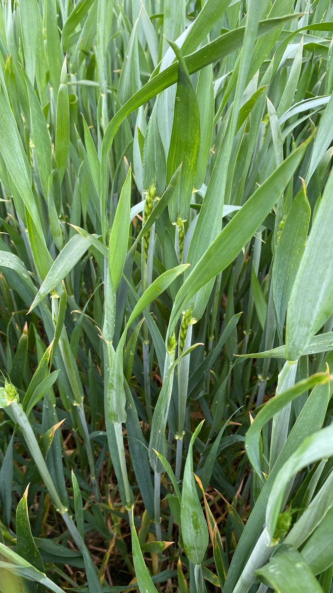 Exstase moving fast in Lancashire and looking full of potential <a href="/HLHNorthernTeam/">Hutchinsons Northern Team</a> @Hutchinsons_Ag #agriculture #farming #agronomy