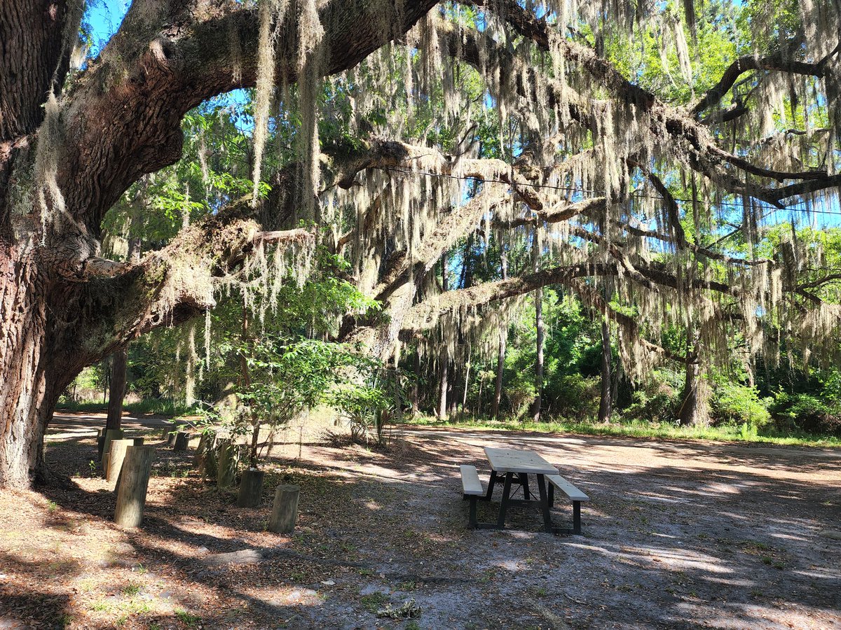 Submitted grades and annual evaluation..then took myself to an island. Unplugging for a bit in some GA nature. #ProfLife #Rest #EndOfSemester