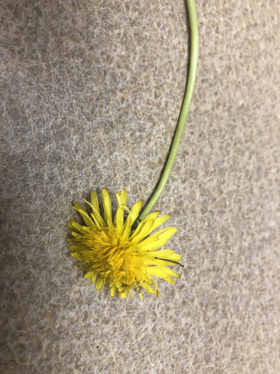 RunDanceLive's tweet photo. #RunningRewards are endless. Little girl waited by her mailbox to give me this when I passed by. Her thoughtfulness made my day! https://t.co/ym0ULeMfT5