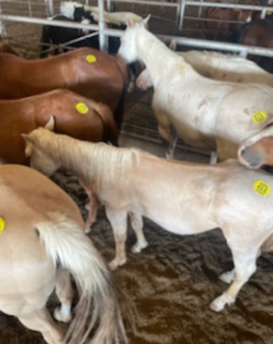PRRHorseRescue's tweet photo. 💥🆘️💥 HELP PLEASE! This starved down, hopeless little girl needs our HELP. She is in the "loose lot" horses who'll be bought for slaughter if someone doesn't step in tonight😭 Guessing $650 needed. Together we can save lives! 
https://t.co/8SMrjh6vGy 
https://t.co/9NoR8lhaRU https://t.co/9eOeMExLmz