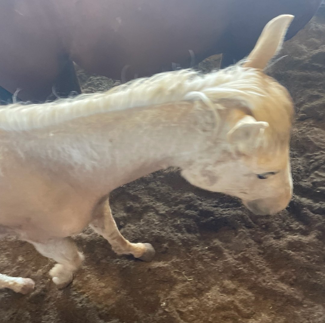 PRRHorseRescue's tweet photo. 💥🆘️💥 HELP PLEASE! This starved down, hopeless little girl needs our HELP. She is in the "loose lot" horses who'll be bought for slaughter if someone doesn't step in tonight😭 Guessing $650 needed. Together we can save lives! 
https://t.co/8SMrjh6vGy 
https://t.co/9NoR8lhaRU https://t.co/9eOeMExLmz