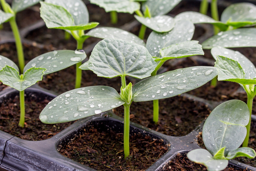 TheGrowNetwork's tweet photo. How to grow like a pro! Tips for successful seed starting! 🌿🌱🌿
➤ https://t.co/fIxC0M91Gc
#growlikethepros #homegrownfoodoneverytable #startingseeds #growingfromseed #homesteading #awayoflife https://t.co/0ptQI5vnix