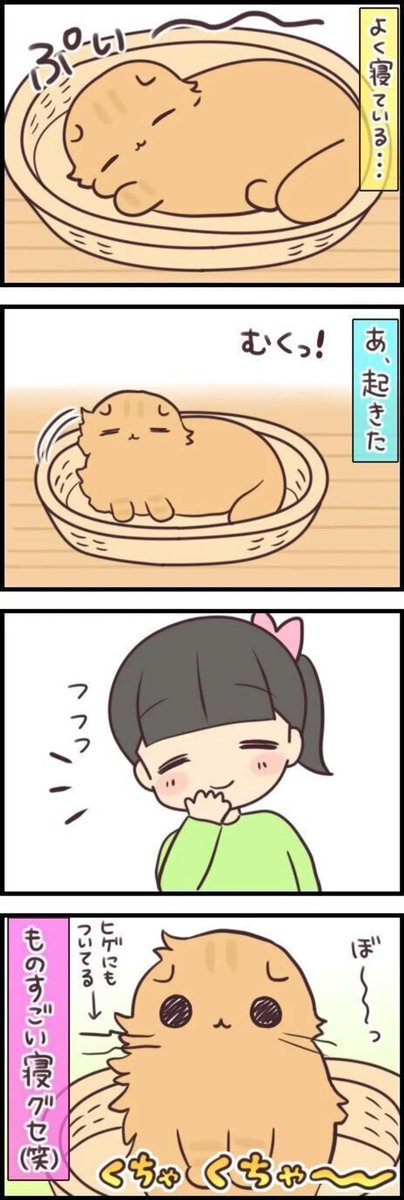 猫の寝癖の個性がスゴイ!! ヒゲくちゃタイプ?うるツヤタイプ?【連載】もふもふスコたん#225|ねこのきもちWEB MAGAZINE https://t.co/Jri2zxR6Op 