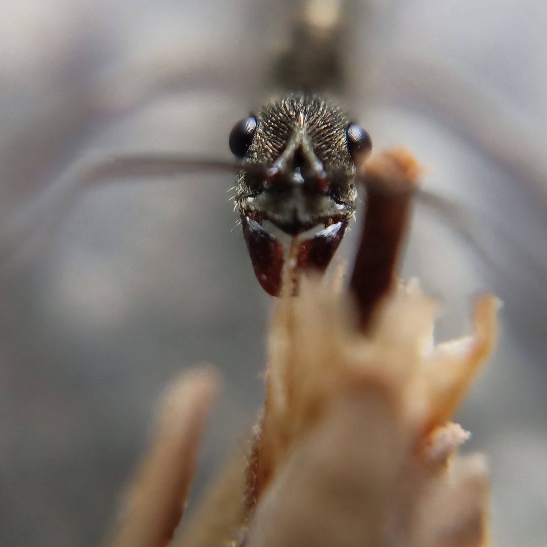 #pindle #pindlegems #apexellens
#macrophotography
#macrophoto
Pindle- pindle.io/web/share?sid=…