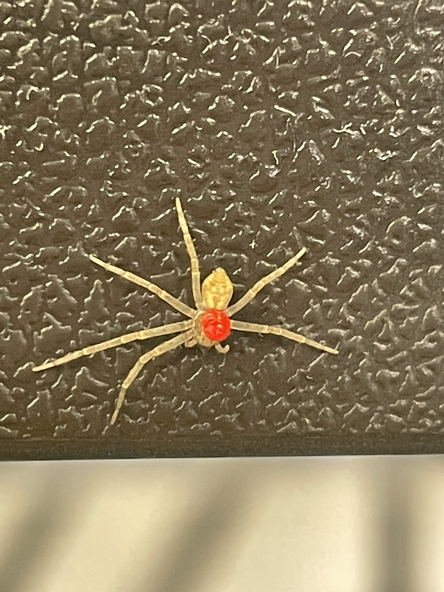 ボチイさん 虫なのだ アシダカの赤ちゃんがタカラダニに寄生されてたのだ T Co Btpygg298i Twitter