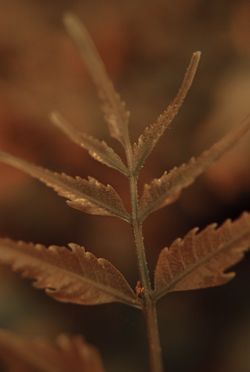 Most vibrant macro photography 🙂🙂