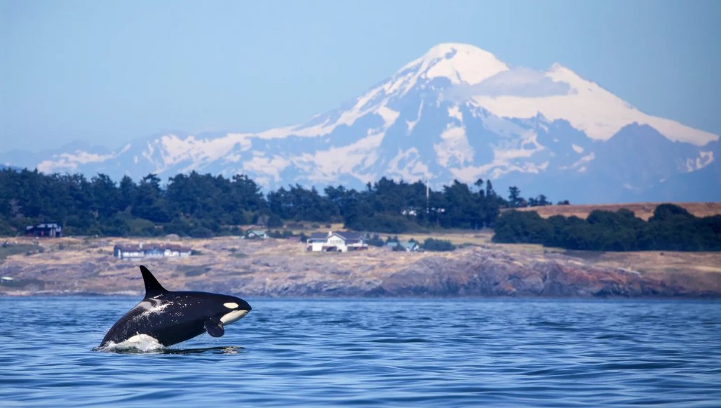 ColumbiaRKeeper's tweet photo. Some good news: for the first time in 11 years K the pod orca family has a new calf! Read more via @seattletimes https://t.co/MiWx3fvbfb #StopSalmonExtinction #FreetheSnake #BreachSnakeRiverDams #HonorTribalRights #StandwithTribes #RemoveSnakeRiverDams #SavetheSalmon #SavetheOrca https://t.co/kmJ1Lpy1G7