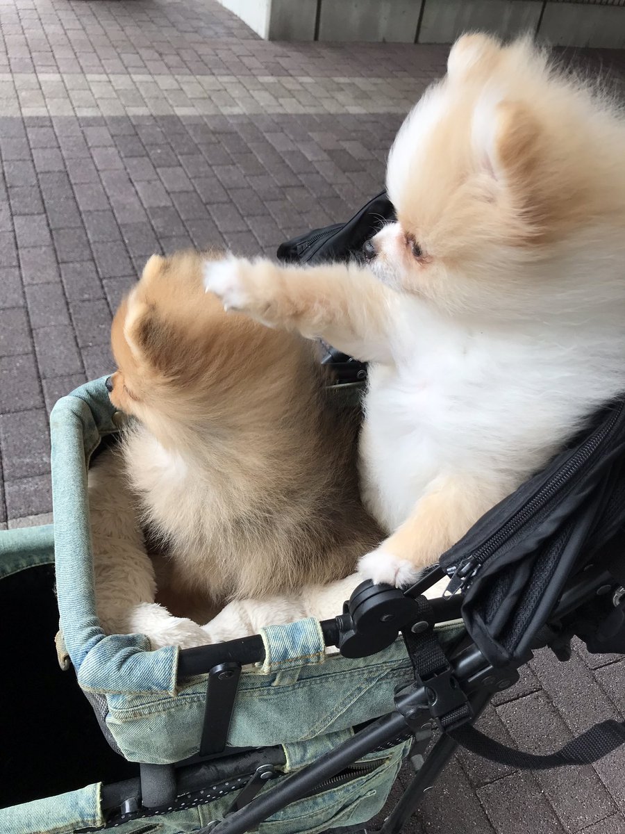 ポメラニアン tweet media