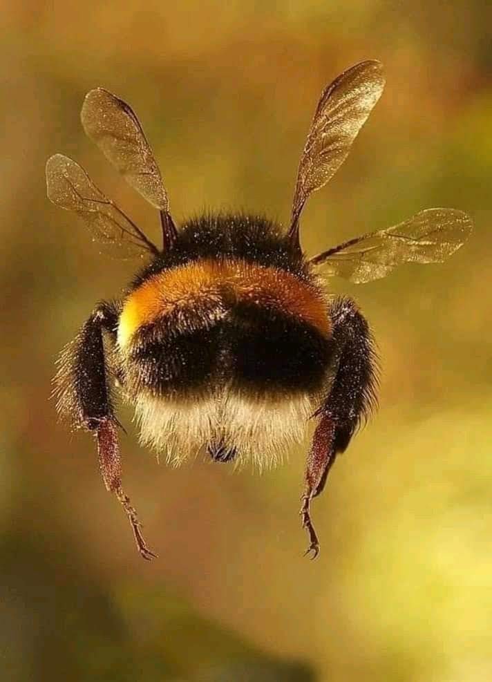 topsecretvms's tweet photo. The be more important in this 🌎🌍🌍🌍🌍🌍🌍🌍🌍 protects please 🙏🙏🙏 them polinización by get on foods !!!!
#concience
#bee
#foods https://t.co/0k8vqaSQ9L