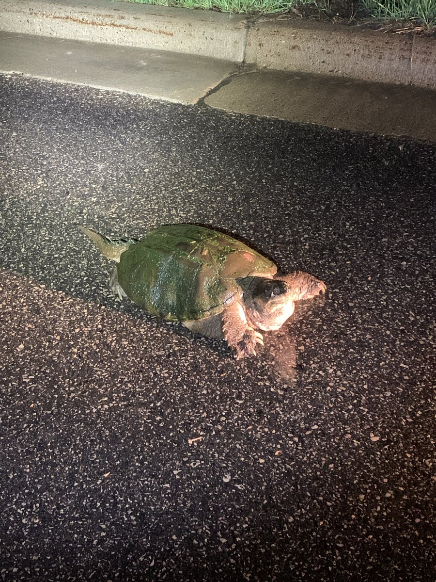 WCSO_Minnesota's tweet photo. Watch out for these guys too - PLEASE don’t run them over! This guy was found by our Deputy in Mahtomedi. #wcsostreettweets https://t.co/IVOcL3nDyJ