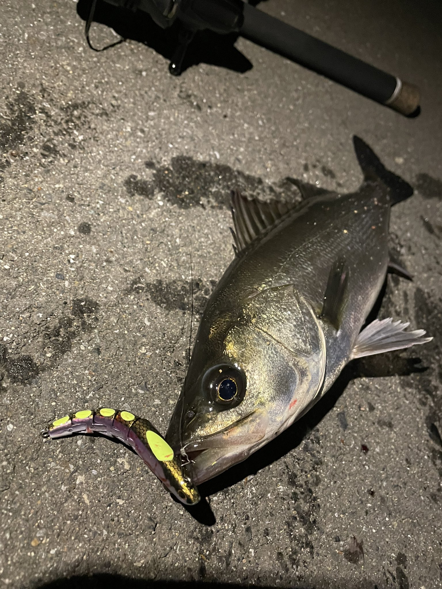 Piersports また50cmのでっけ 鯛 ほんとよく釣れるなw 釣り Fishing ピアスポーツ Piersports 湾奥 東京湾奥 湾奥運河 湾奥シーバス シーバス シーバスフィッシング ルアーフィッシング T Co Wmlelegj5q Twitter