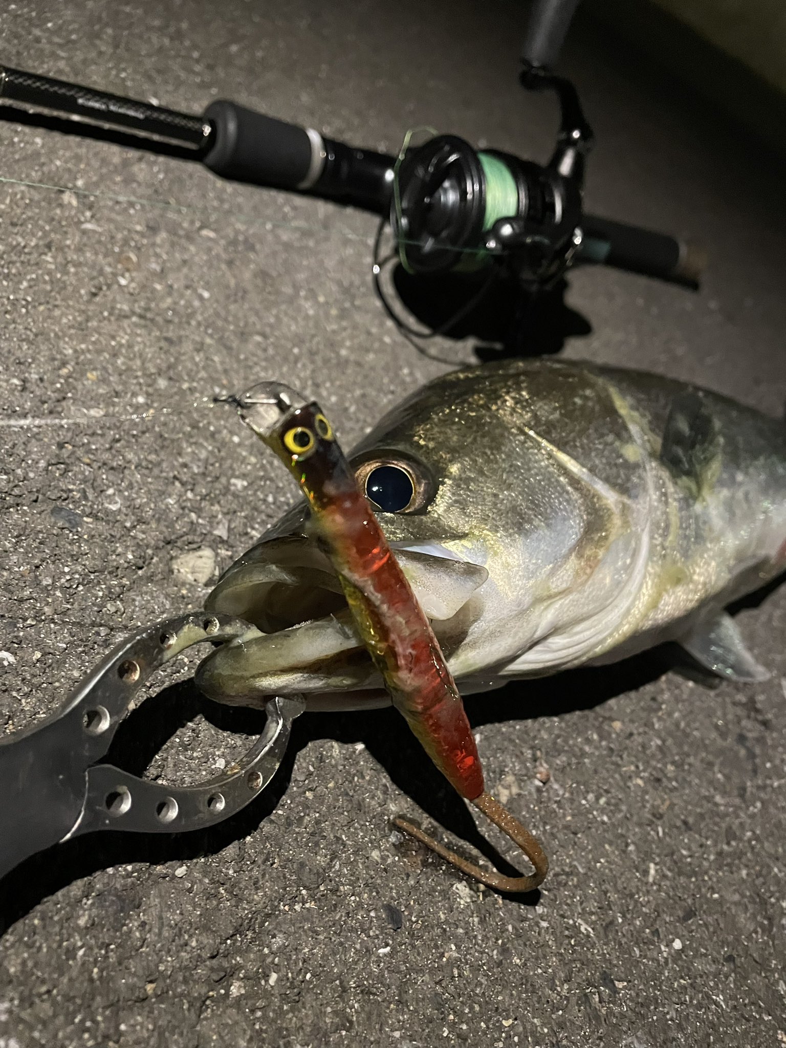Piersports また50cmのでっけ 鯛 ほんとよく釣れるなw 釣り Fishing ピアスポーツ Piersports 湾奥 東京湾奥 湾奥運河 湾奥シーバス シーバス シーバスフィッシング ルアーフィッシング T Co Wmlelegj5q Twitter