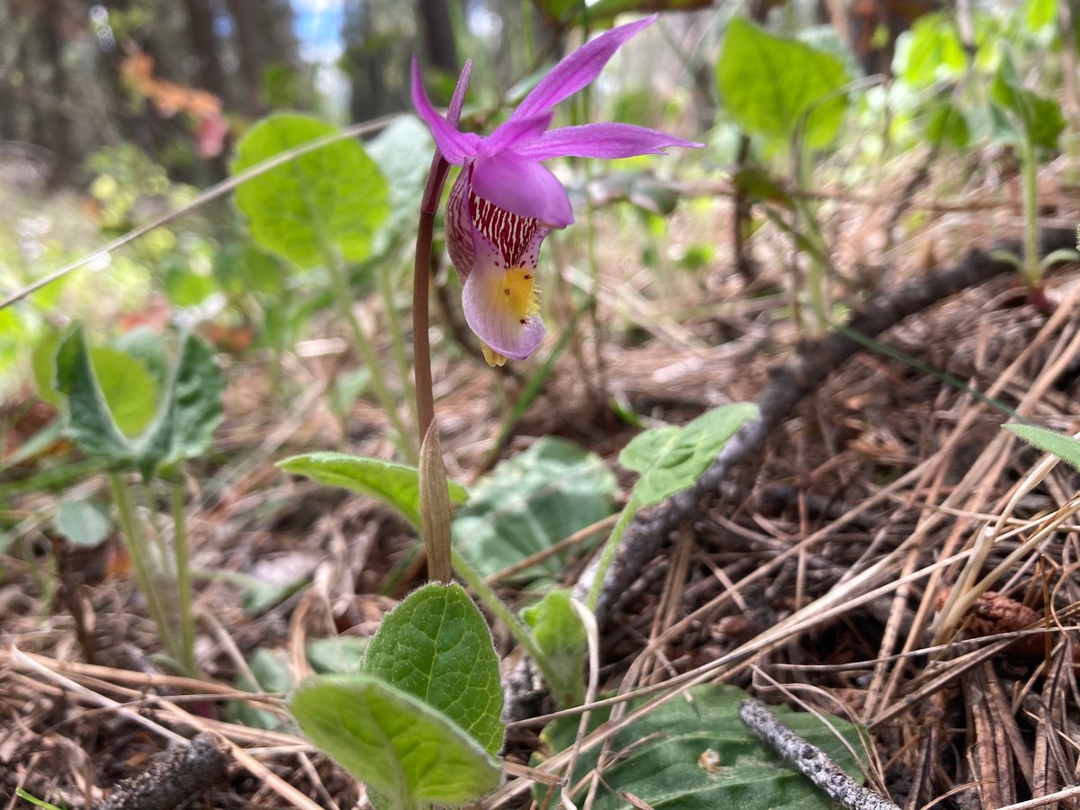 Jackieveky's tweet photo. - After a rainy week filling the creek. 
#goorchids #gobotany https://t.co/OKXd2yXPg6