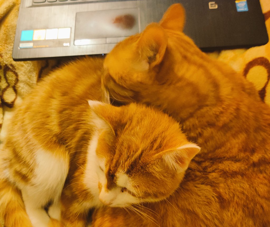 AadooZuko's tweet photo. It's toasty and cosy with Dad tonight! This is how we roll as a family! 😻😽😻 #ThisIsUsToo https://t.co/ibQdHyP9WN