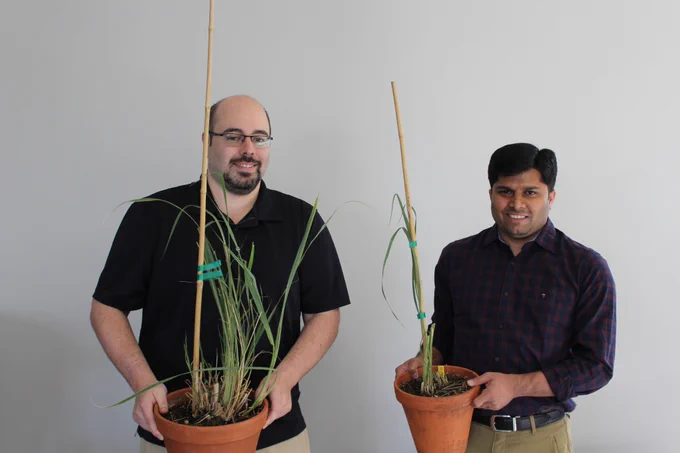 Mentor James Schnable and mentee Sunil Kenchanmane Raju with Tripsacum plants at University of Nebraska 2018