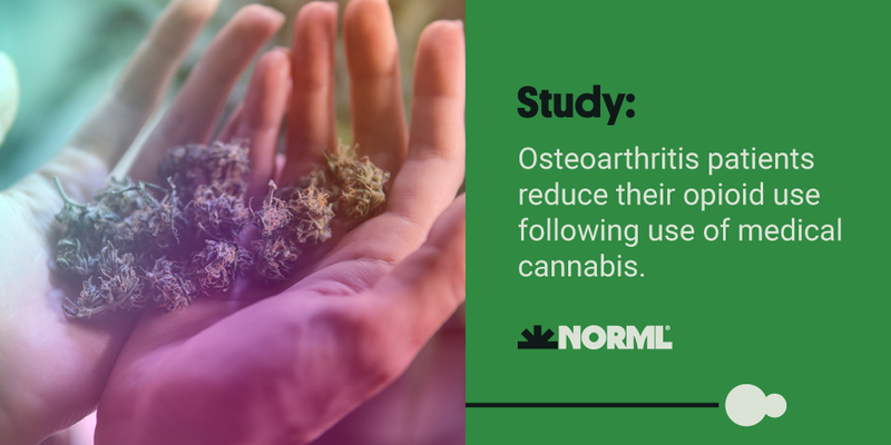 NORML's tweet photo. Several studies associate #cannabis access with reduced rates of #opioid use and abuse as well as several other negative effects of opioid use.
Read about these studies on #NORMLFactSheets: https://t.co/thdMJ5d3ZV https://t.co/qd5XrpGe6y