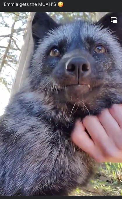 エミーは施設で1番賢いキツネらしい🦊 