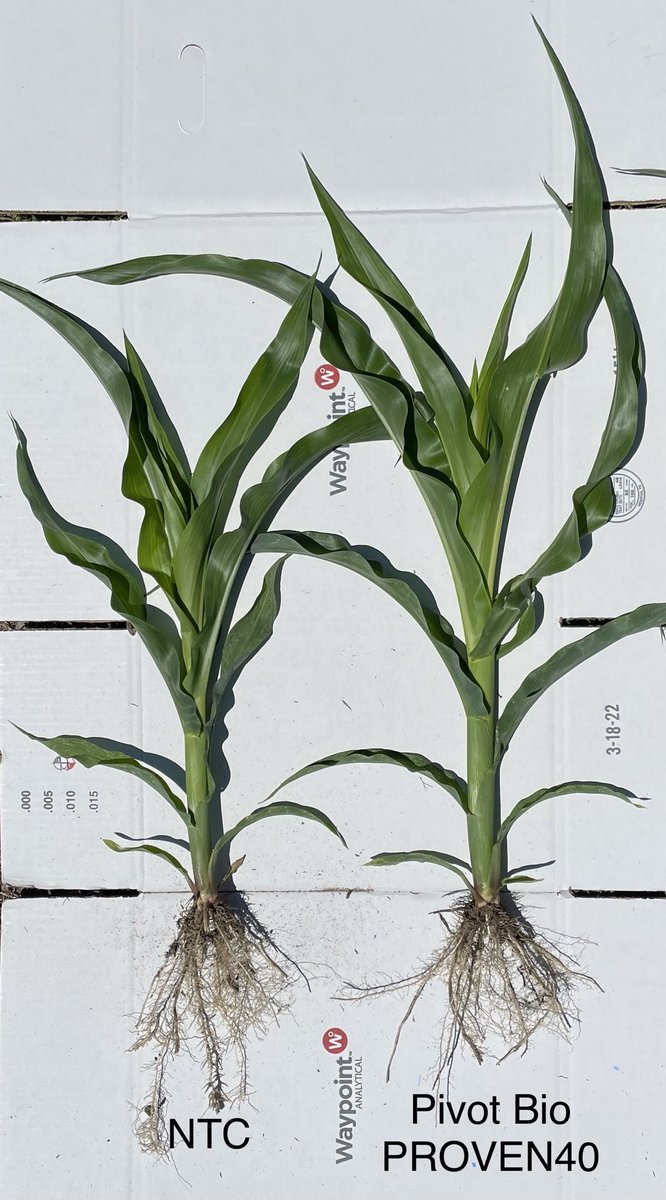 DanPoston's tweet photo. Very nice response to Pivot Bio PROVEN40 in eastern NC. Indicates  that we are losing a significant amount of synthetic nitrogen fertilizer on these leaching-prone sands. https://t.co/SvZawW9stY