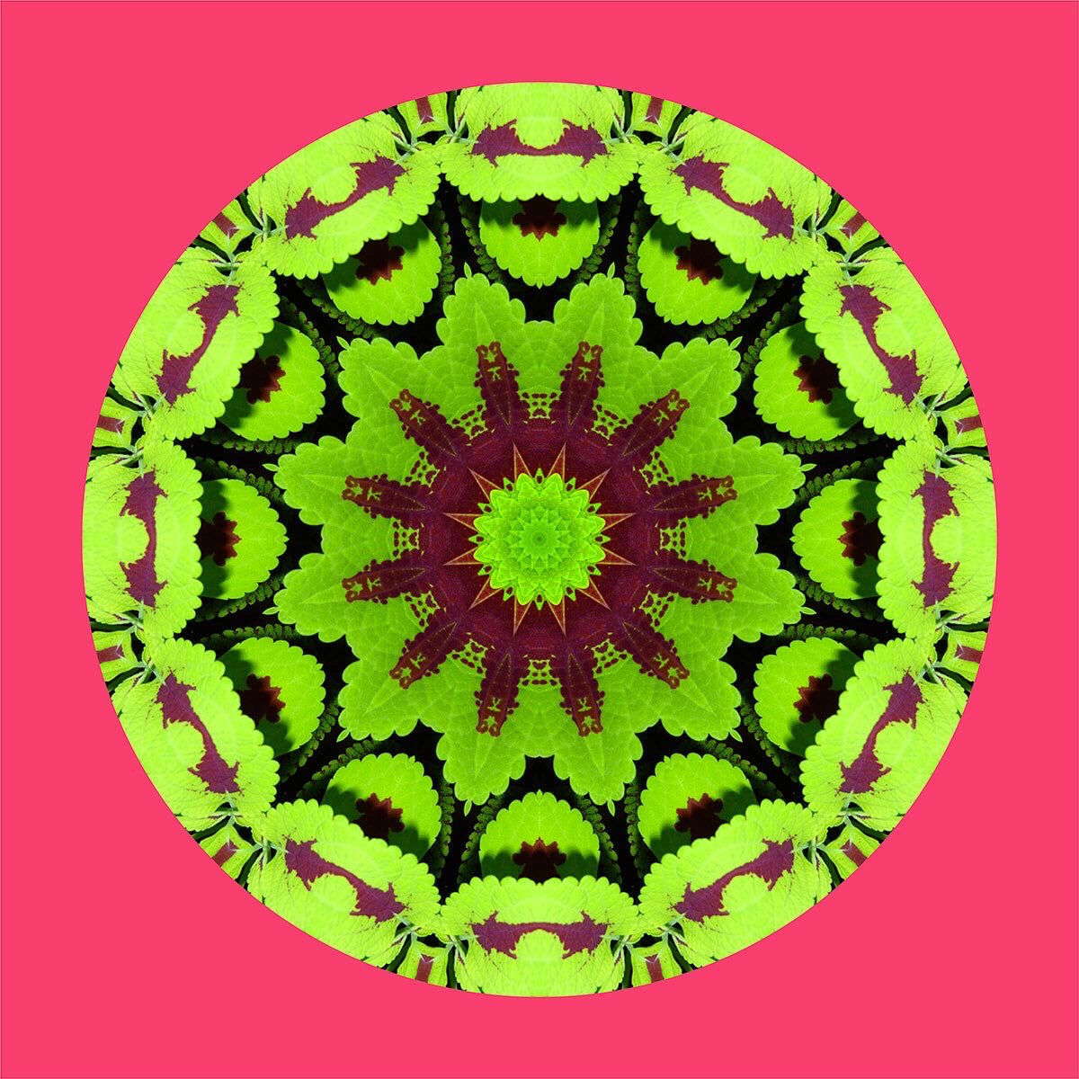 Cryptoportals_'s tweet photo. #015 Coleus

https://t.co/ORXJdUgHOJ

#nft #nftart #nftartist #cryptoportals #artenft #nftlife #opensea #openseanft #nftcollector #nftcommunity #nftmexico #gicleeprint #giclee https://t.co/euaJ34ztuE