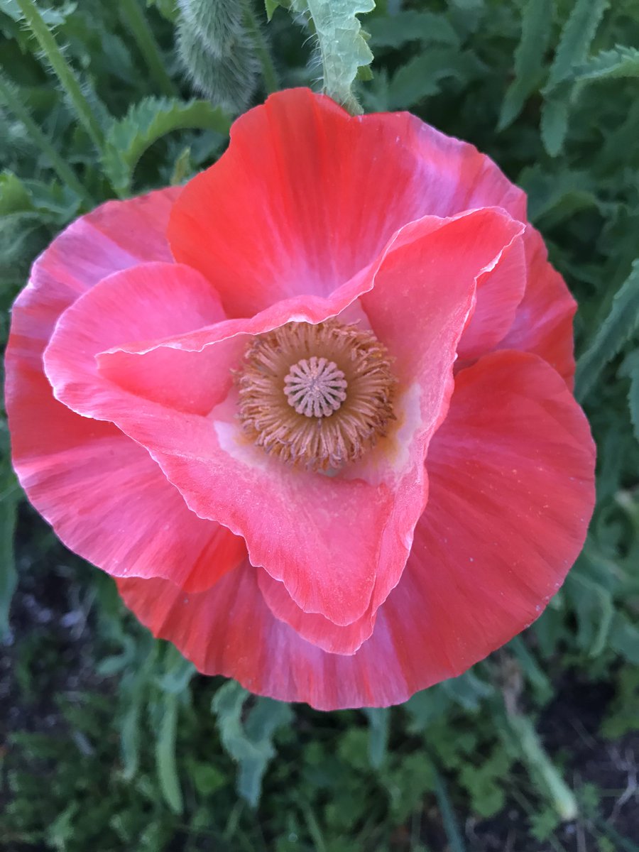 MandySFW's tweet photo. I love poppy season. https://t.co/JlcdQ8B97s