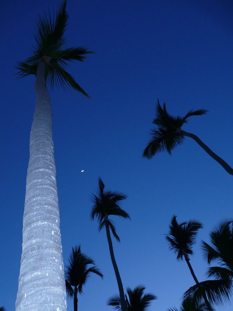 ether_earth_'s tweet photo. #NaturePhotography #palmtrees #nature #earth https://t.co/A7c8MA45Dy