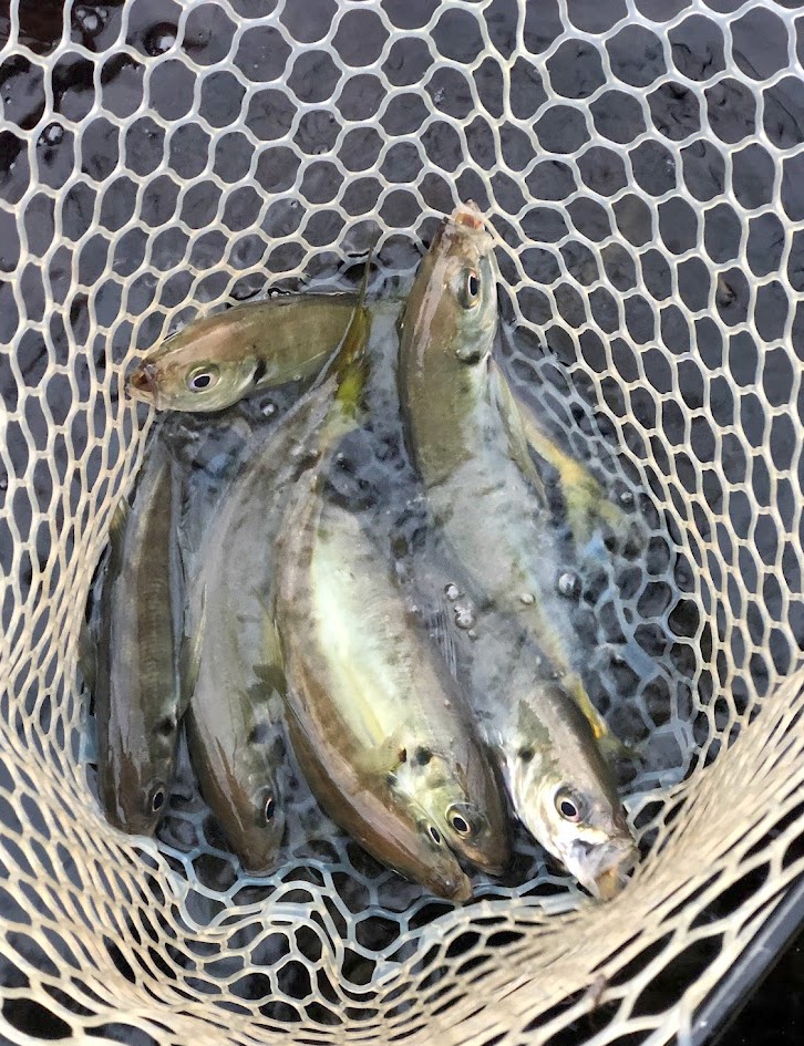 高比重pe Twitter Search Twitter