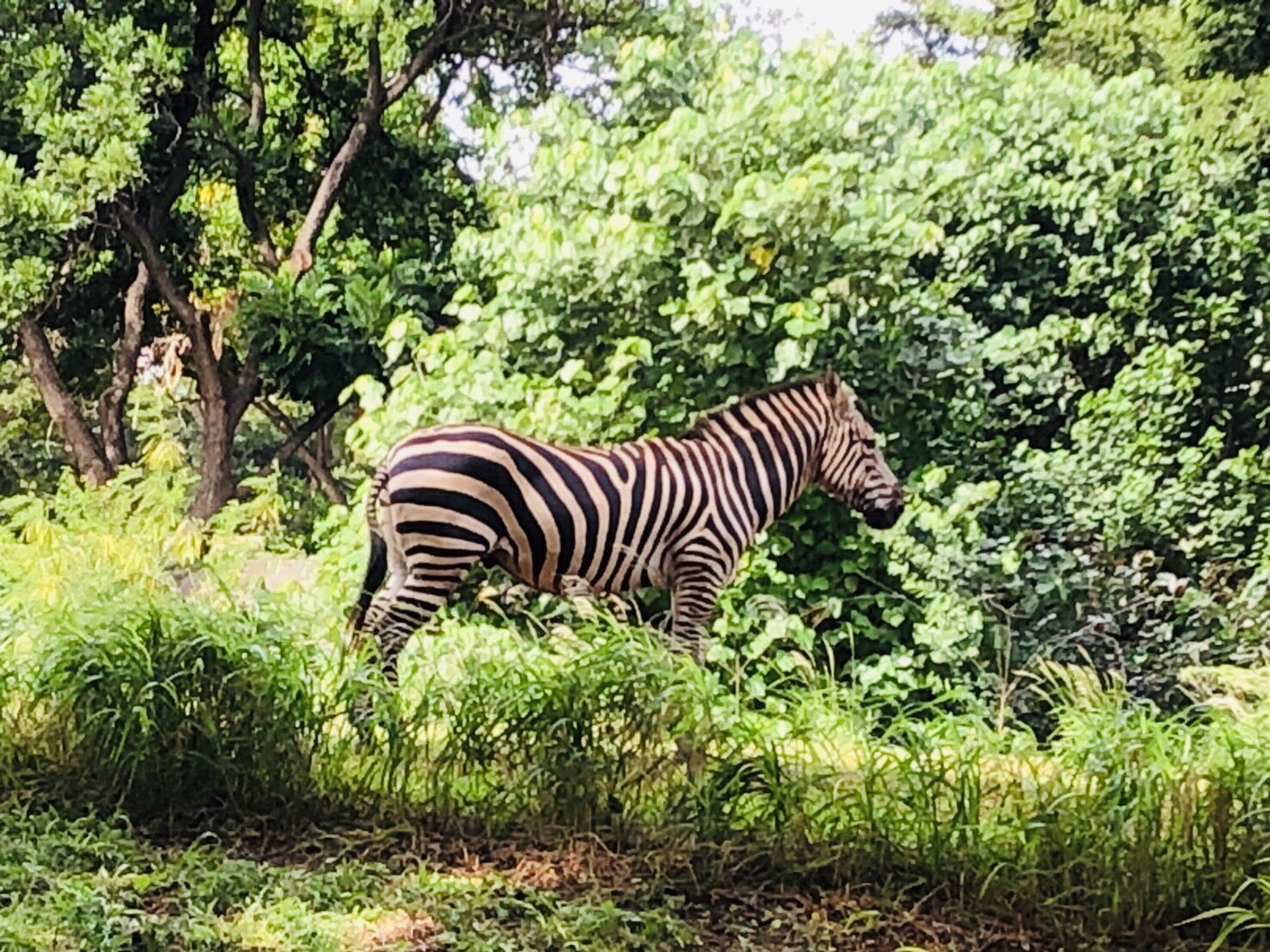 陸 ハワイのホノルル動物園の シマウマ結構近くで見れた ずっと美味そうに葉っぱ食べてる 食いしん坊さんやった笑 ハワイ Hawaii ホノルル ホノルル動物園 動物園 シマウマ T Co L27q5lzpjs Twitter