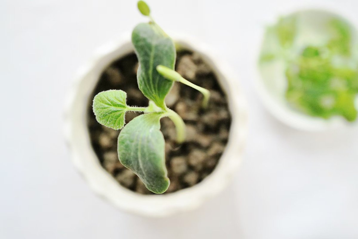 Alicehqf's tweet photo. #GM #photography #flower #photography #photographyNFT #NFT #mobilephotography #streetphotography  #photographer #summer #streetphoto  #garden  #photooftheday ＃plant

Watermelon seeds sown by accident 
There are green buds It's amazing too 
Isn't this the hope that life gives us? https://t.co/0pq9E01BiR