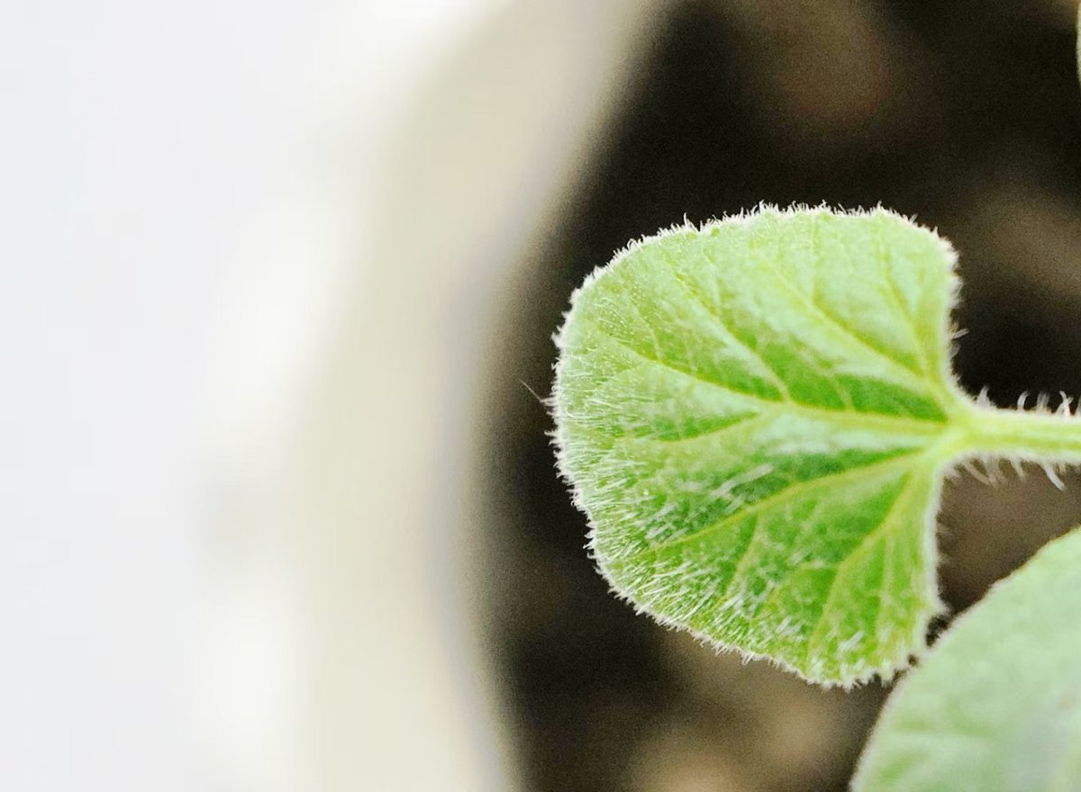 Alicehqf's tweet photo. #GM #photography #flower #photography #photographyNFT #NFT #mobilephotography #streetphotography  #photographer #summer #streetphoto  #garden  #photooftheday ＃plant

Watermelon seeds sown by accident 
There are green buds It's amazing too 
Isn't this the hope that life gives us? https://t.co/0pq9E01BiR
