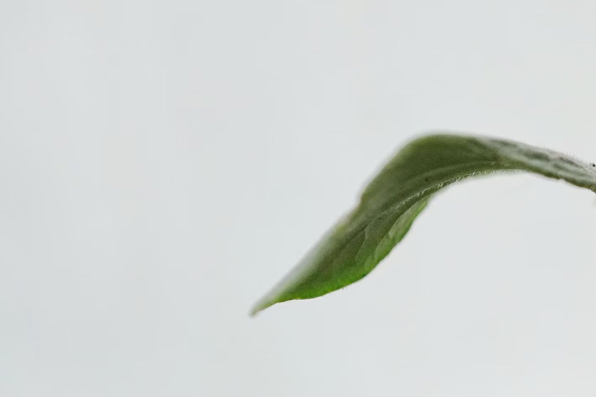 Alicehqf's tweet photo. #GM #photography #flower #photography #photographyNFT #NFT #mobilephotography #streetphotography  #photographer #summer #streetphoto  #garden  #photooftheday ＃plant

Watermelon seeds sown by accident 
There are green buds It's amazing too 
Isn't this the hope that life gives us? https://t.co/0pq9E01BiR