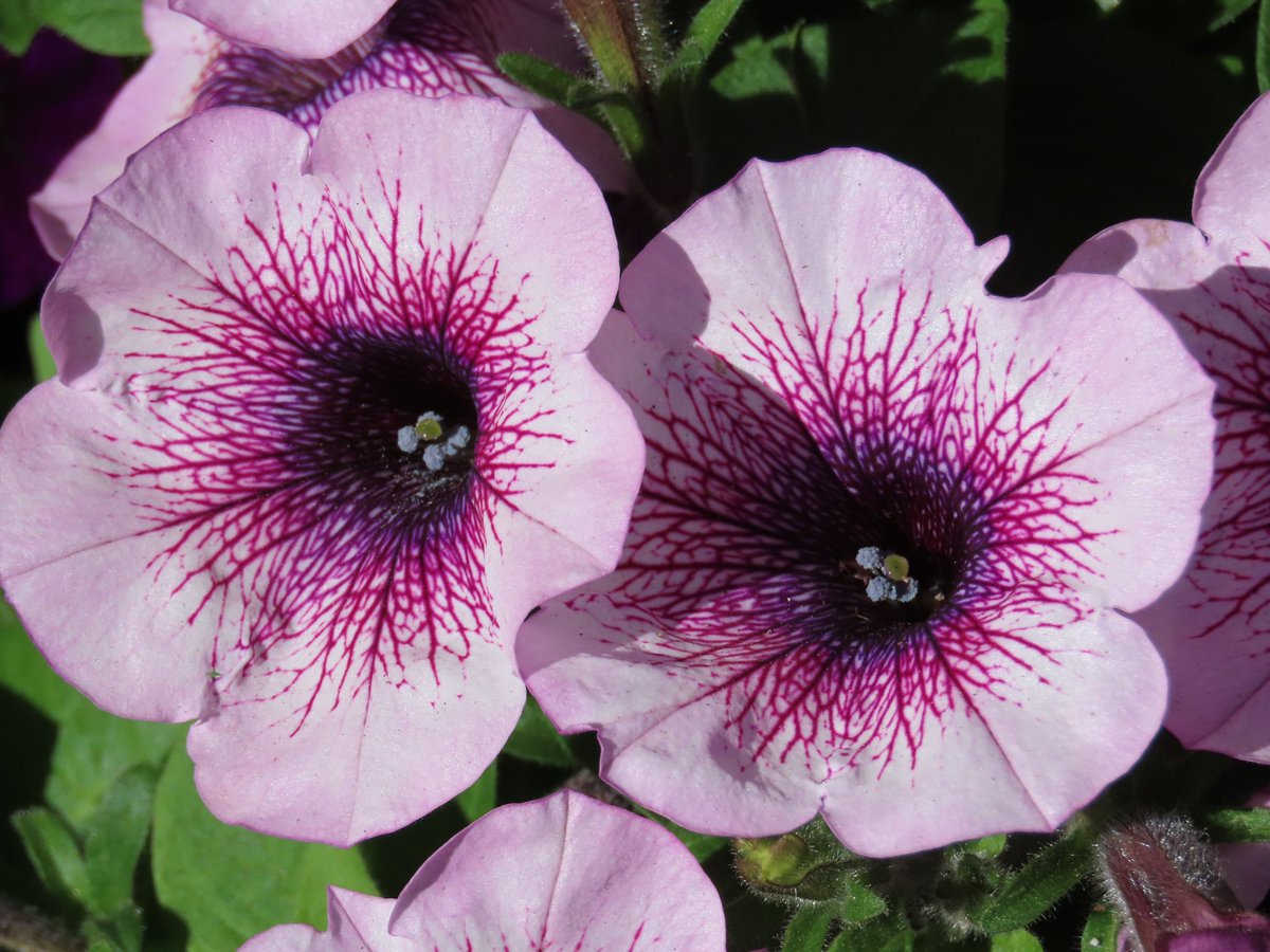 sdoppler2's tweet image. Flower power 
#MayPatternChallenge