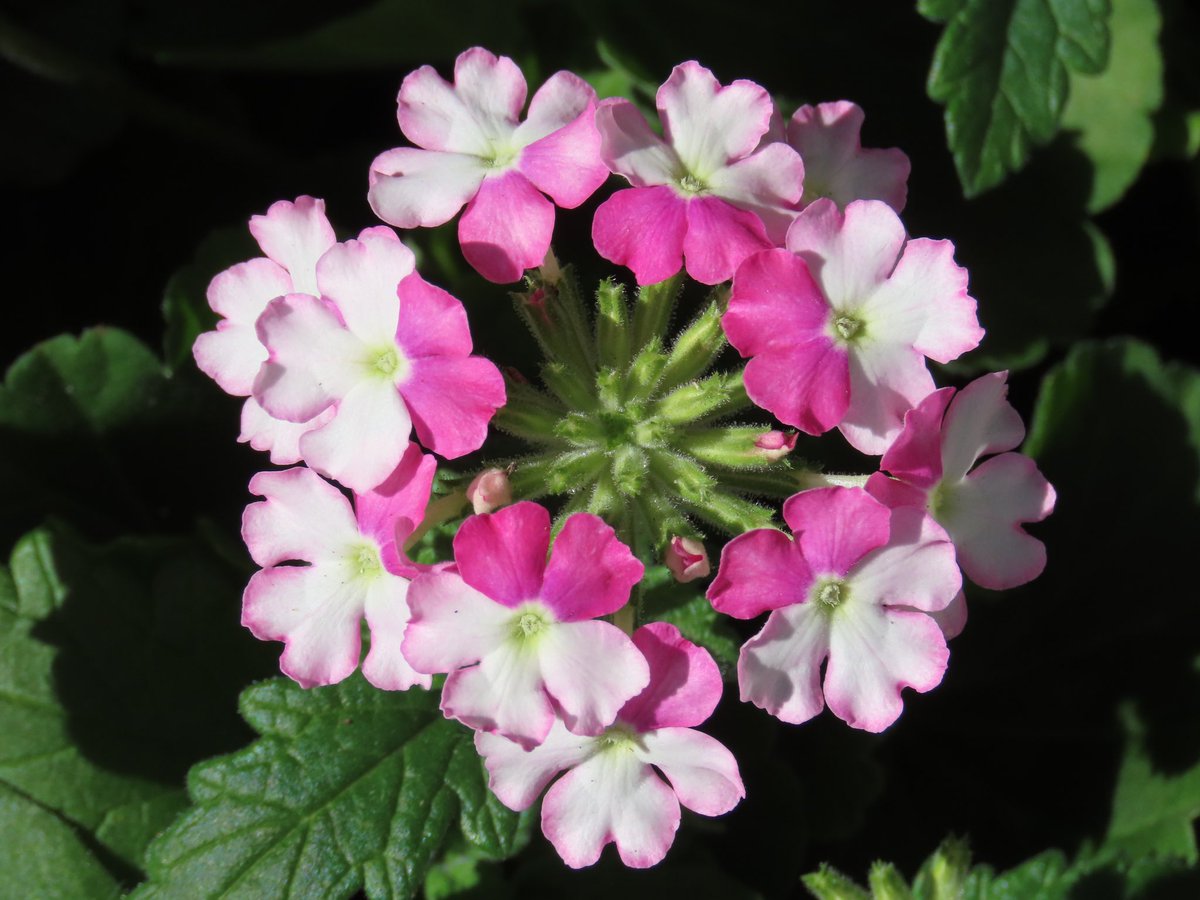 sdoppler2's tweet image. Flower power 
#MayPatternChallenge