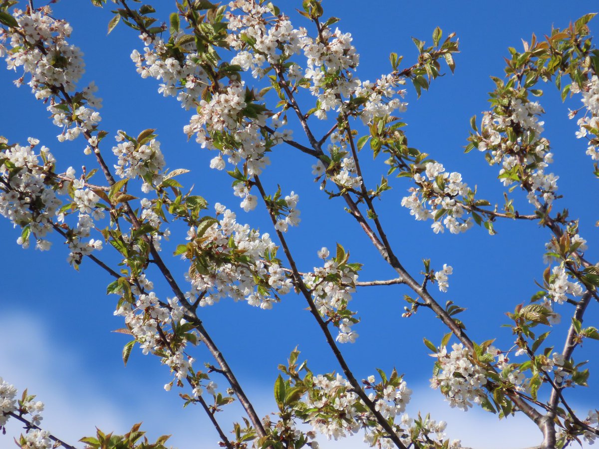 sdoppler2's tweet image. Flower power 
#MayPatternChallenge