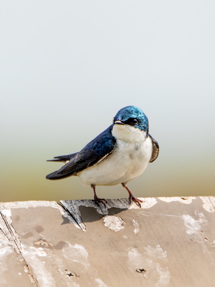 Tree Swallow

#birdwatching #BirdsPhotography #BirdTwitter #BirdsSeenIn2022 #NaturePhotography #NaturePhoto #naturelovers #treeswallow #birding