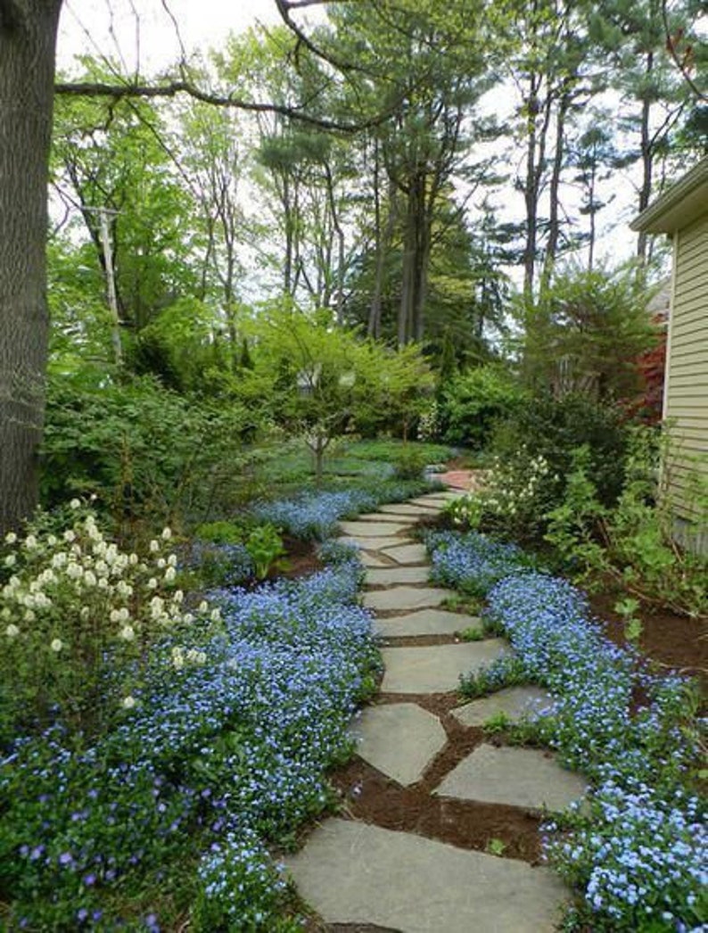 gransgardenseed's tweet photo. Blue #ForgetMeNotFlower Seeds, #GroundCover, Container Gardening, Cottage Gardens, Attracts Butterflies, Beautiful Blue River Ground Cover, https://t.co/JFNp4ZNLDc https://t.co/8YMMW4oEWT