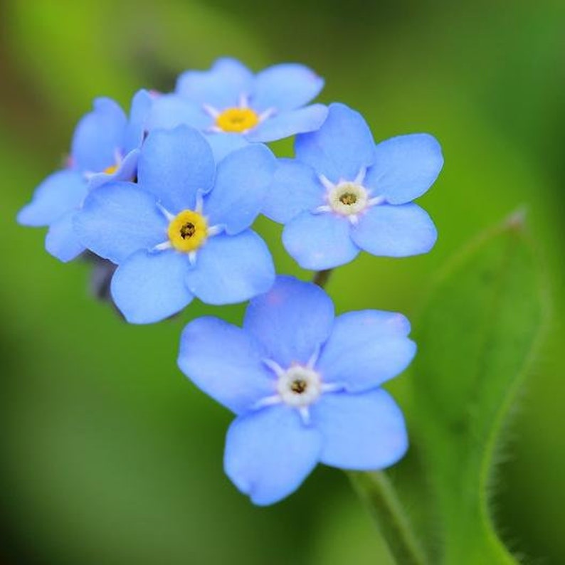gransgardenseed's tweet photo. Blue #ForgetMeNotFlower Seeds, #GroundCover, Container Gardening, Cottage Gardens, Attracts Butterflies, Beautiful Blue River Ground Cover, https://t.co/JFNp4ZNLDc https://t.co/8YMMW4oEWT