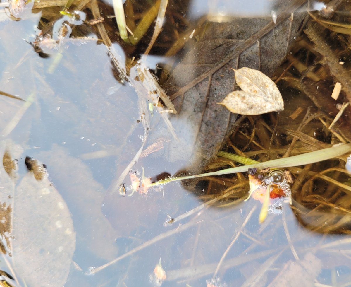 ReilkoffT's tweet photo. When shapes and colours are life!
#kindergarten
#grade1
#TinyPerfectThings #MHClark
#mpscpssd
#ForestSchoolBlaineLake
#SwampSchool https://t.co/cyX4lofDHx