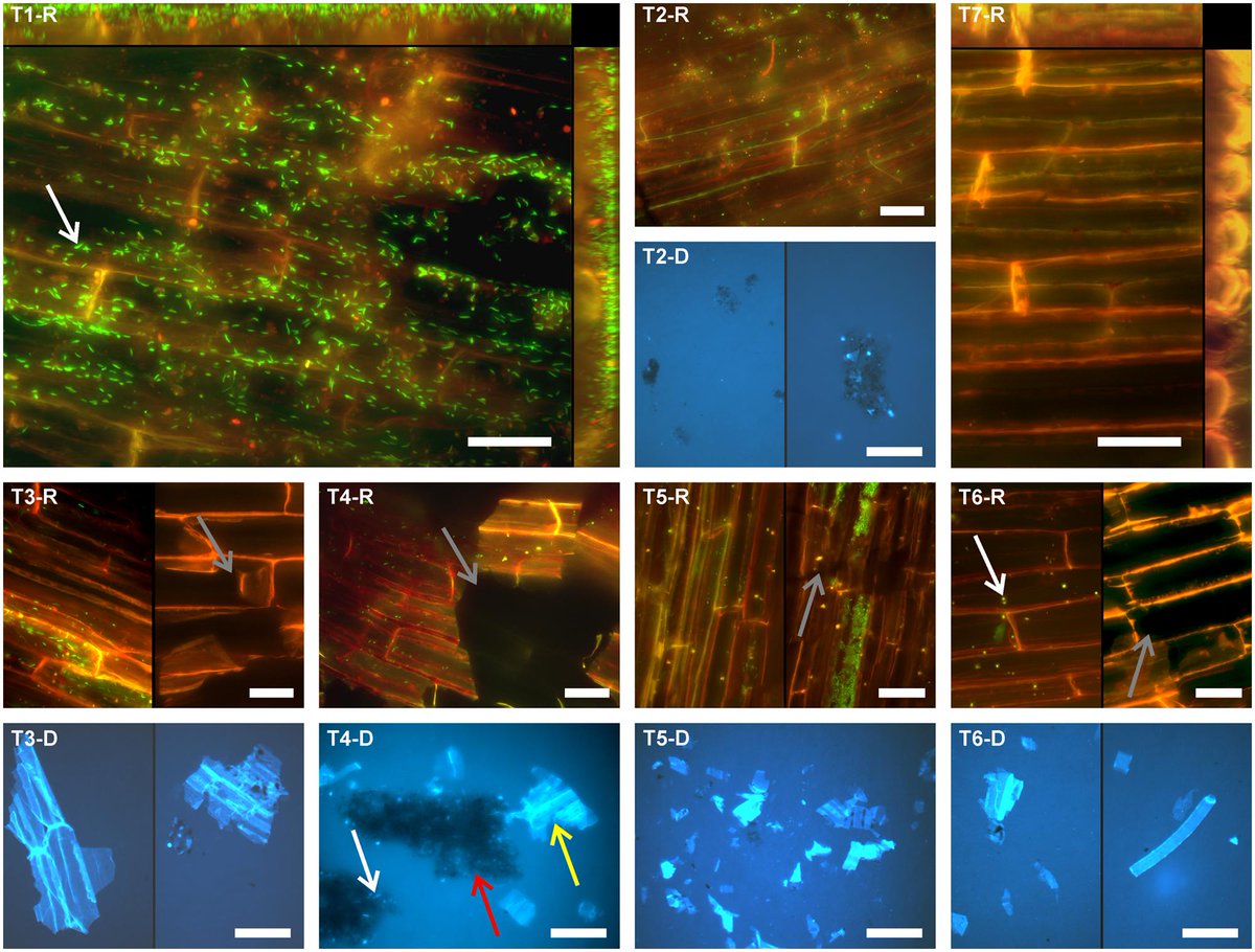 Plant Pathogens (APPS) tweet media