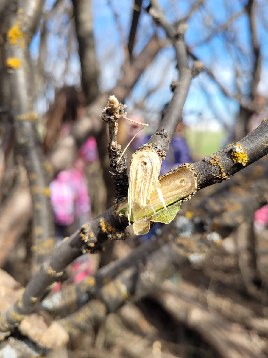 ReilkoffT's tweet photo. When shapes and colours are life!
#kindergarten
#grade1
#TinyPerfectThings #MHClark
#mpscpssd
#ForestSchoolBlaineLake
#SwampSchool https://t.co/cyX4lofDHx