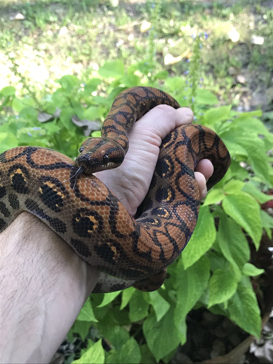 round_third's tweet photo. @BlueOrion77 My rainbow boa freaks out at the blink of an eye…with no warning. One minute she is moving around with out a care in the world…the next moment I’ve been tagged 🤣. https://t.co/3tDUvVIThI