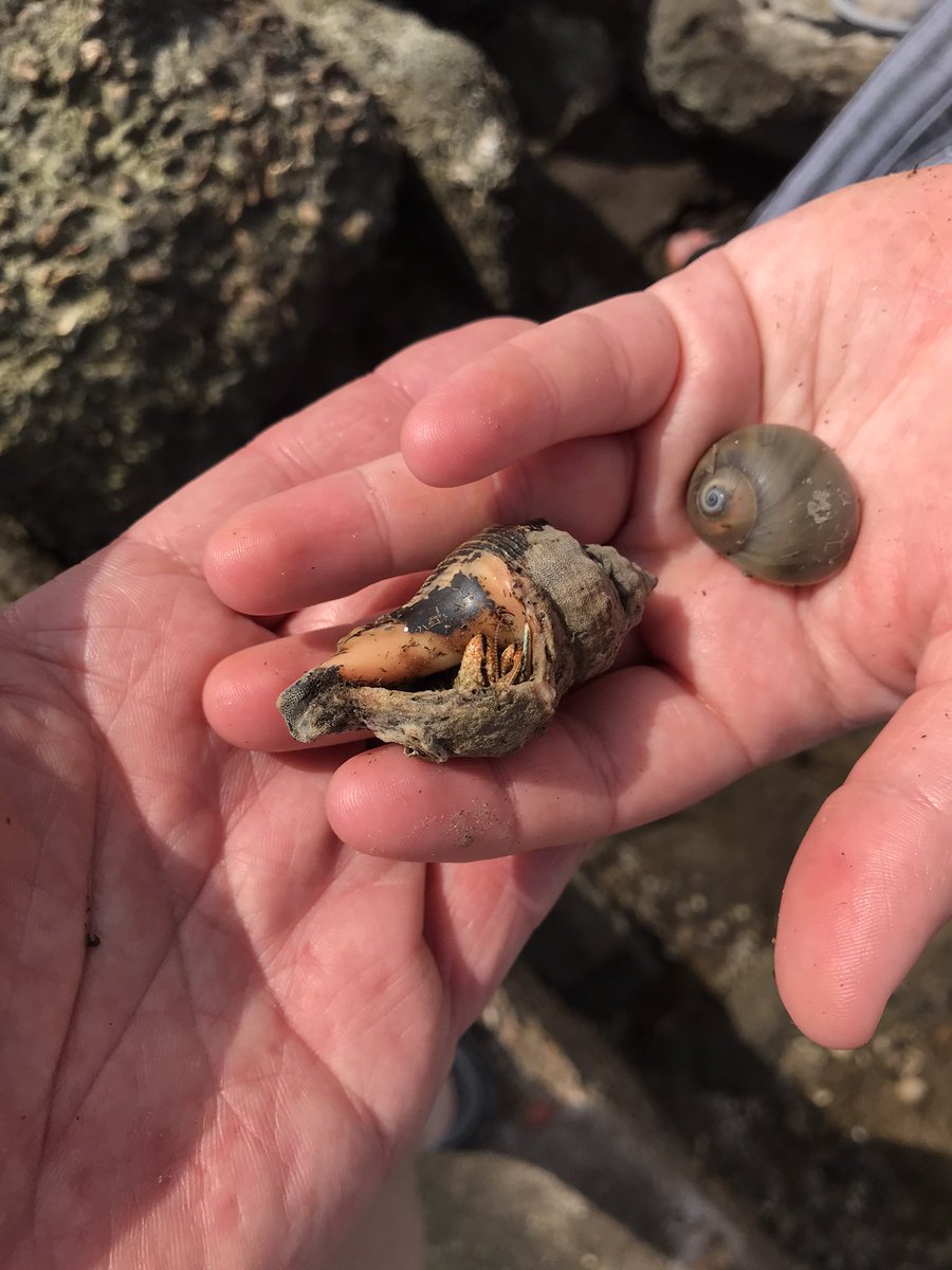 round_third's tweet photo. On our last day in Texas we stopped at a random beach 🏖. To our thorough enjoyment, everything intact shell we picked up had hermit crabs in them. We took a lot of pics &amp; quickly returned them to where they were chilling. https://t.co/Oveq011GJW